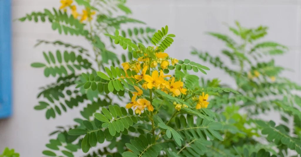 Golden Shower Tree Grow and Care Cassia Fistula Propagation