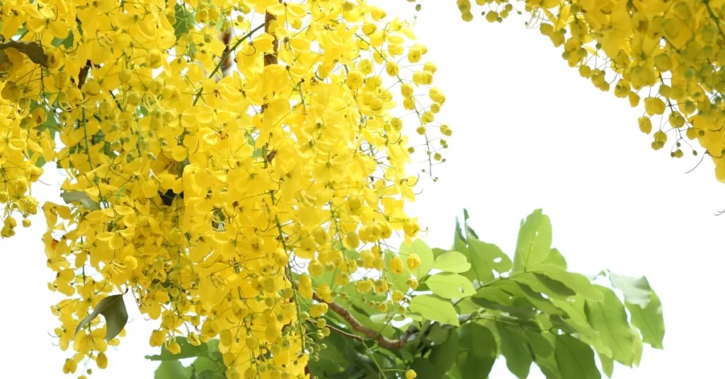 Golden Shower Tree Grow and Care Cassia Fistula Propagation