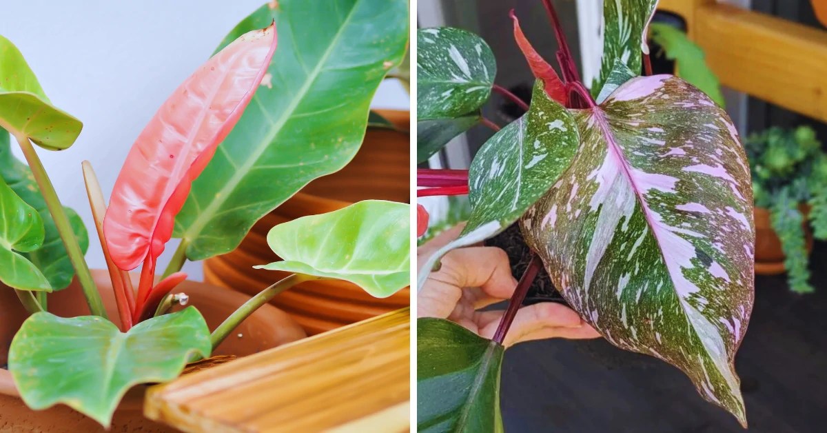 Pink Princess Philodendron Care