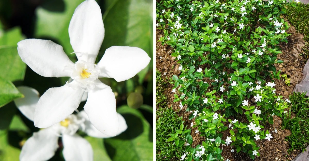 How to Grow Jai Jui Flower Jasmine Auriculatum Care