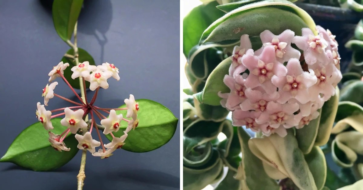 Hoya Hindu Rope Plant Care