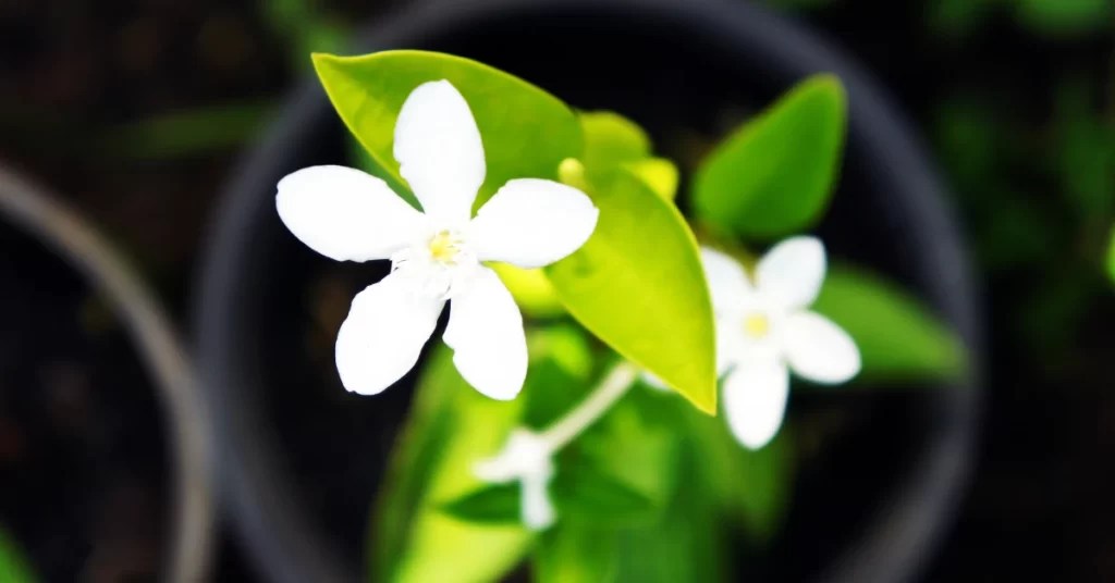 How to Grow Jai Jui Flower Jasmine Auriculatum Care