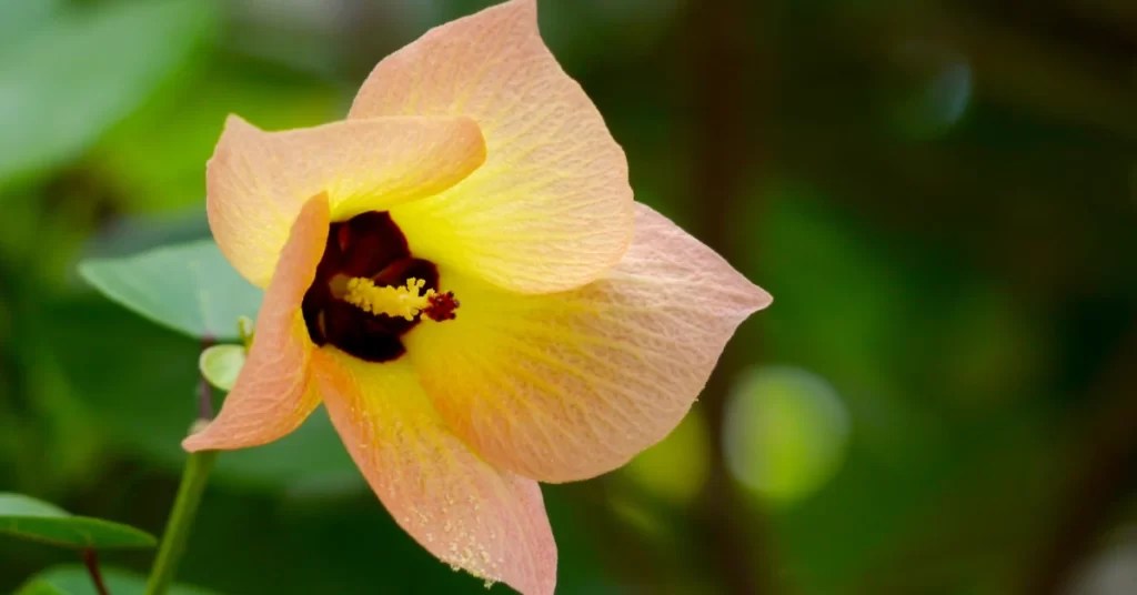 How to Grow Thespesia Populnea (Portia Tree)