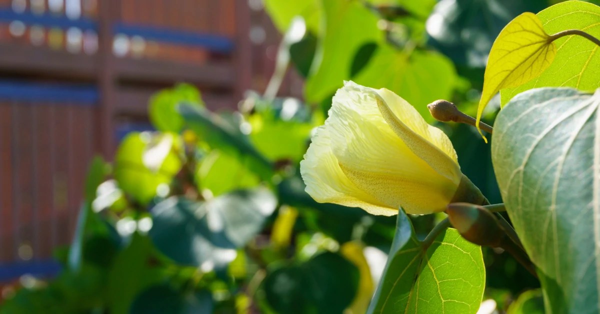 How to Grow Thespesia Populnea (Portia Tree)