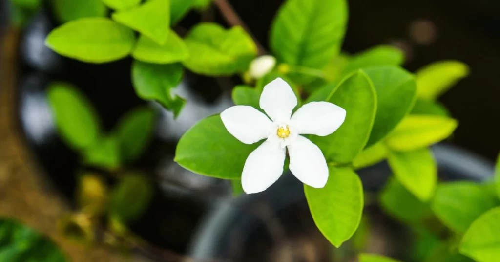 How to Grow Jai Jui Flower Jasmine Auriculatum Care