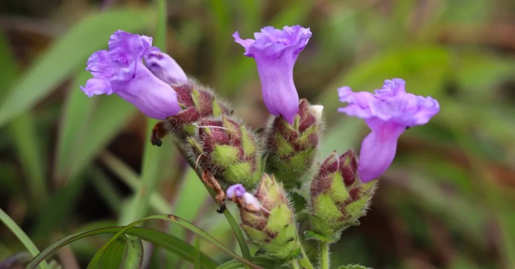 How to Grow Kurinji Strobilanthes kunthiana