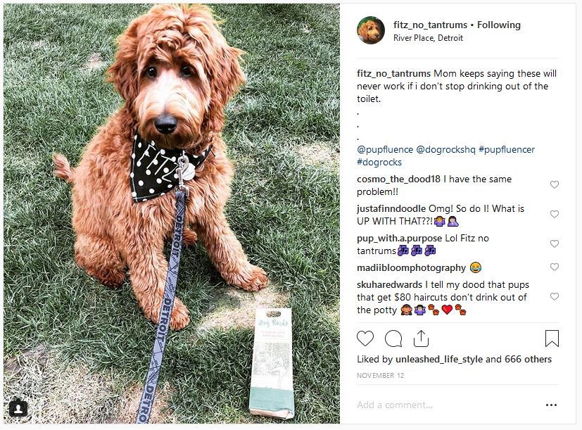 Dog Rocks US Press Highlights Podium Pet Products