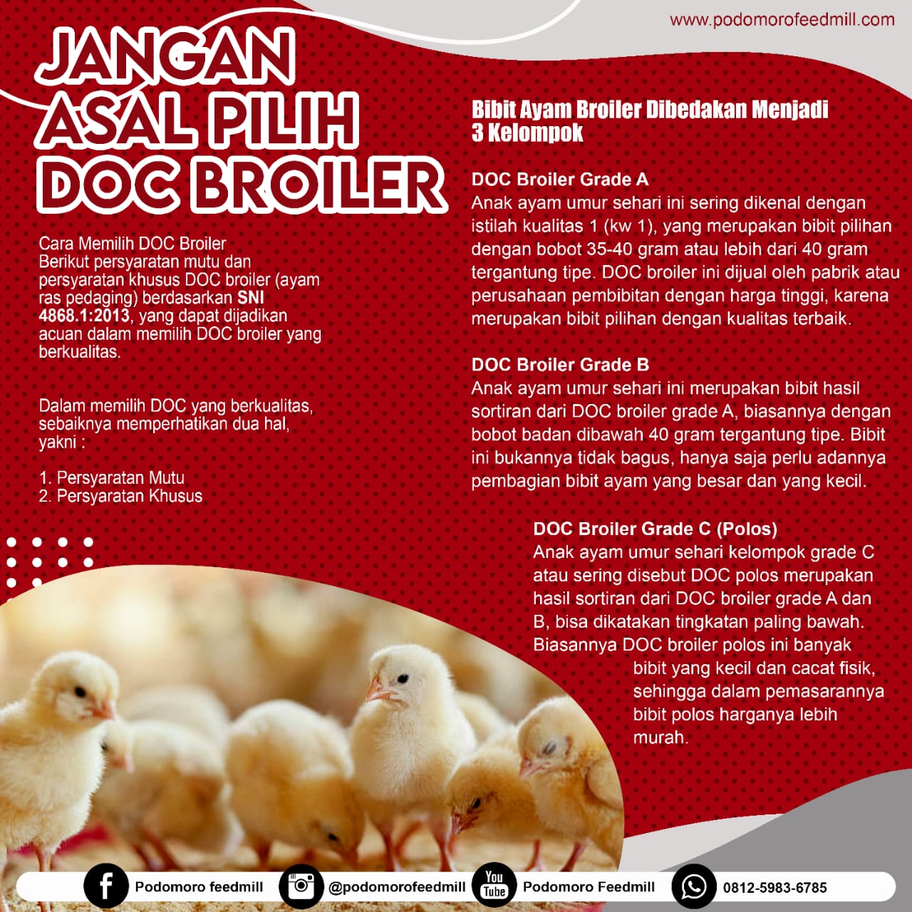 Ayam Petelur Afkir, Podomoro Poultry Equipment