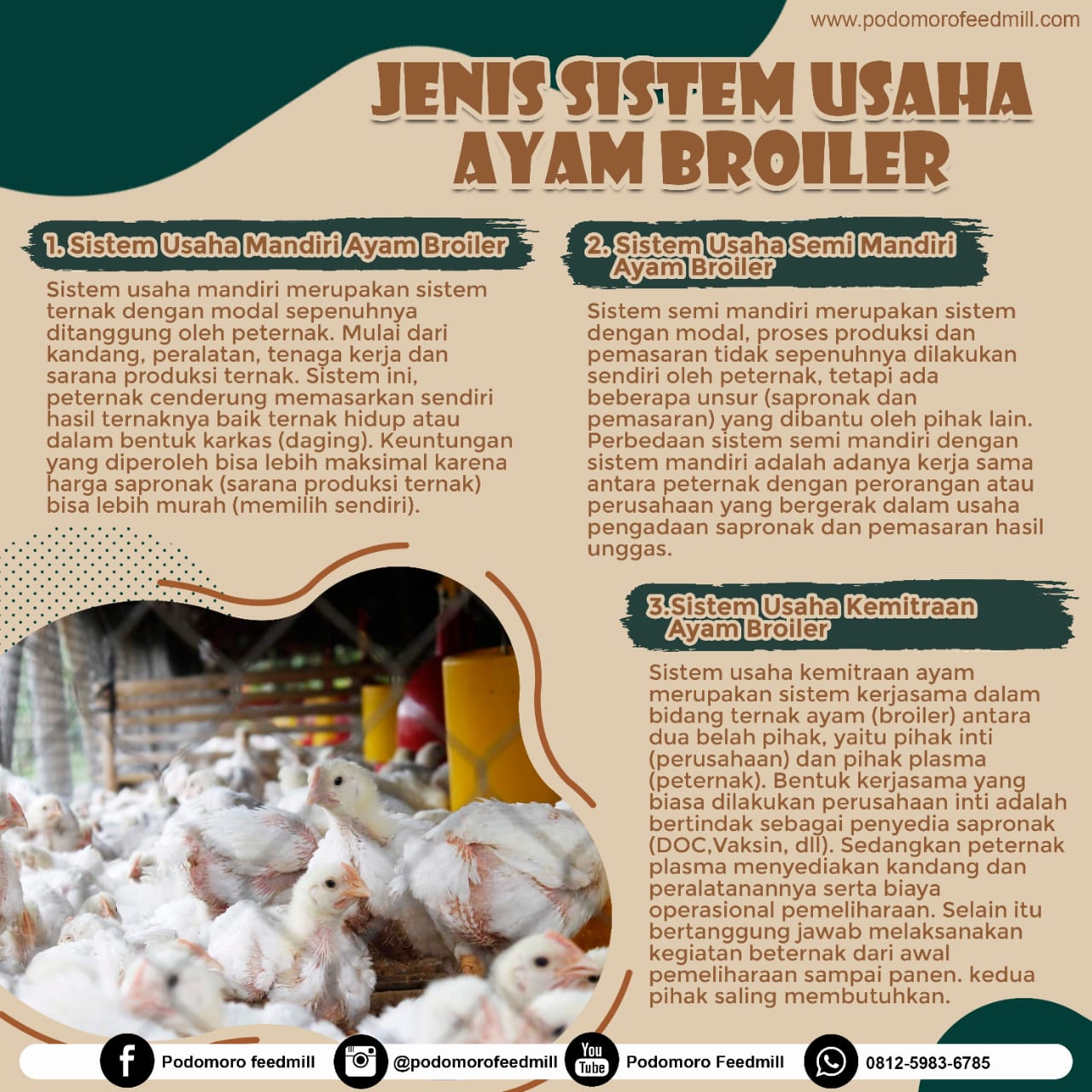 Jenis Sistem Usaha Ayam Broiler, Podomoro Poultry Equipment