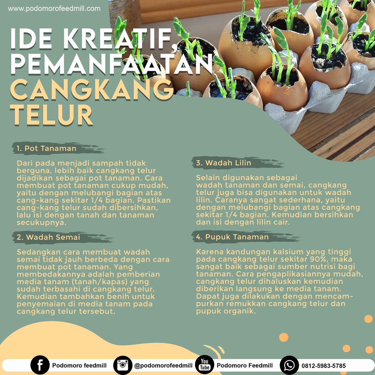 Ide Kreatif Pemanfaatan Cangkang Telur, Podomoro Poultry Equipment