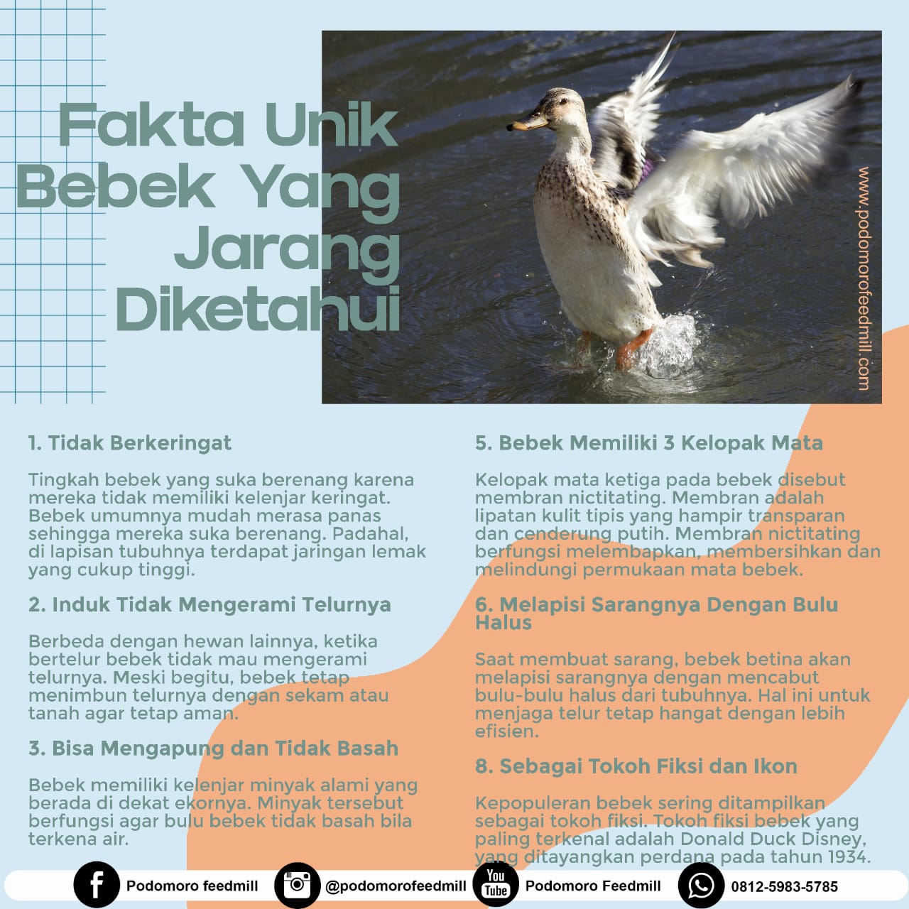 Fakta Unik Bebek Yang Jarang Diketahui, Podomoro Poultry Equipment