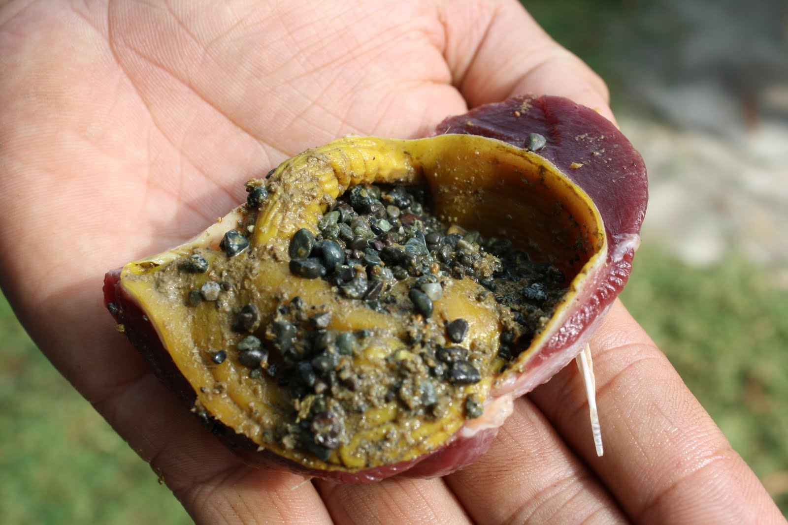 Ayam Suka Makan Kerikil, Benarkah ? Podomoro Feedmill