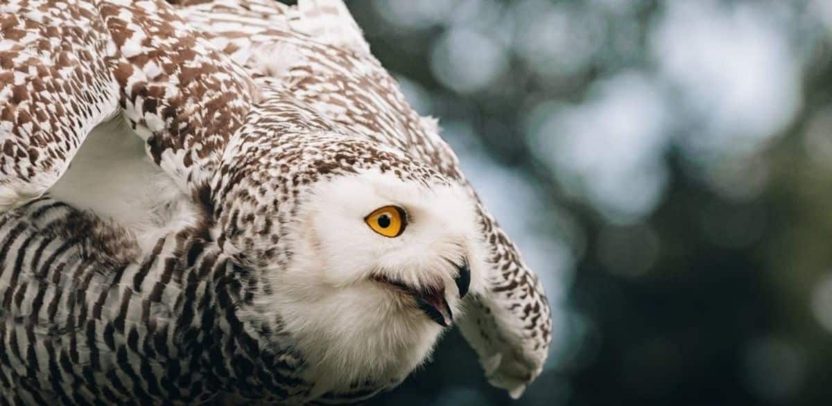 A Wise Old Owl (Poem + Analysis)