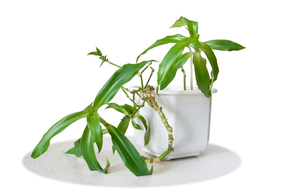 Золотой Ус Растение Применение Фото Telegraph