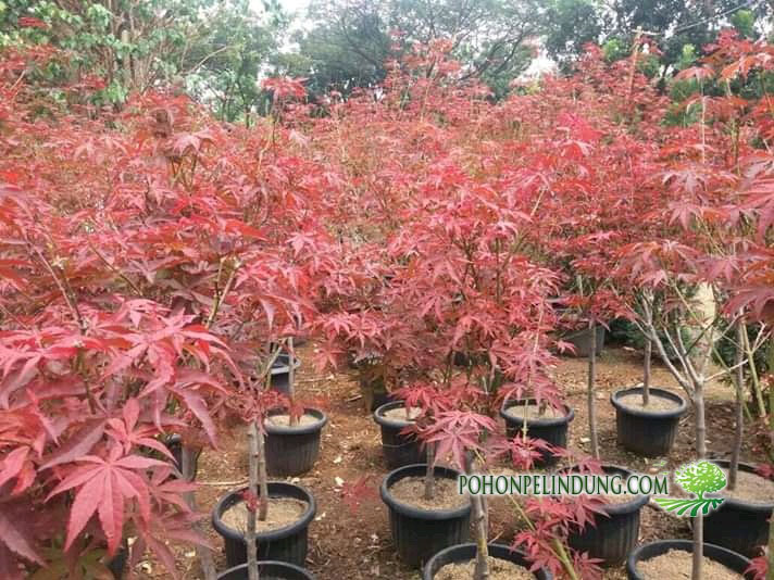 Jual Pohon Red Maple - Harga Pohon Red Maple Jepang