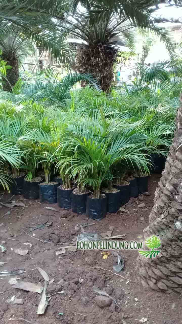 Jual Pohon Palem Kuning - Harga Tanaman Palem Kuning