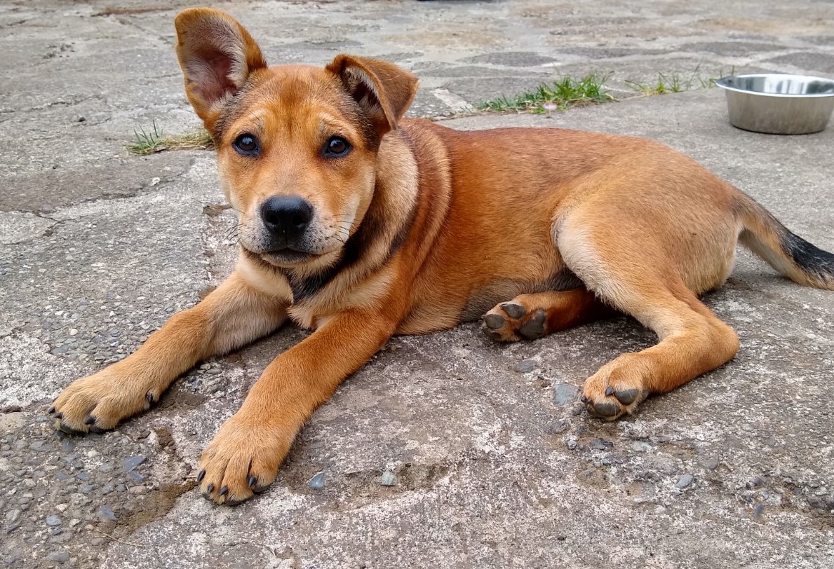 Poi Dog Rescue Washington & Hawaiʻi