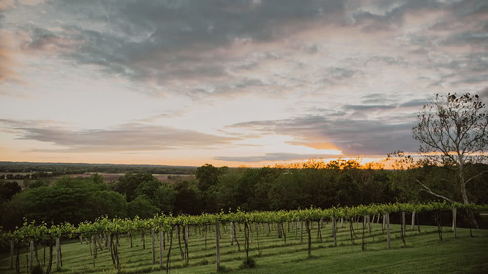 The Vineyard Pointe D'Vine Vineyard & Venue Quincy IL