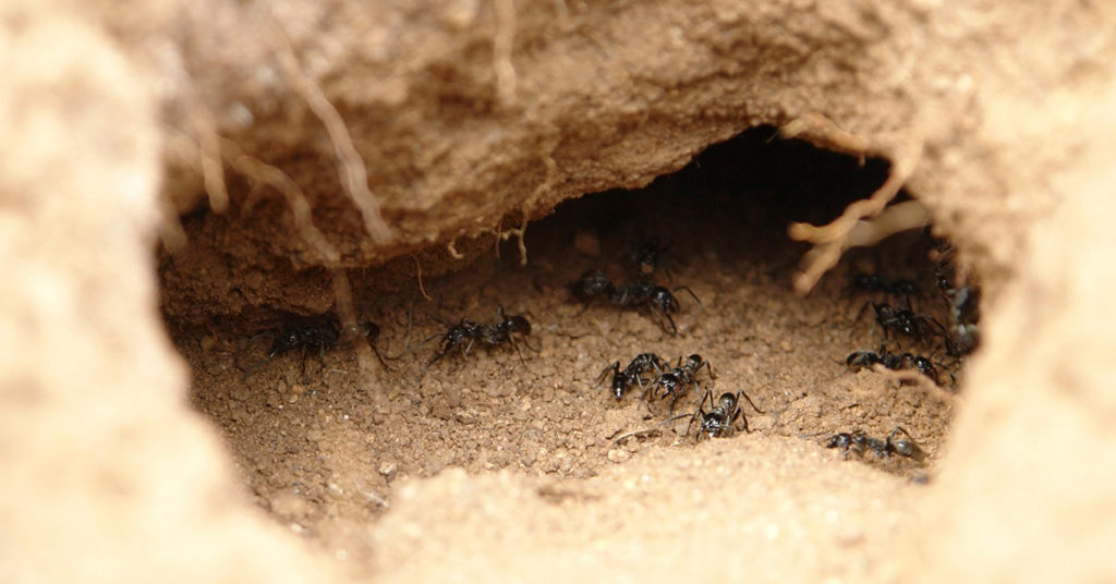 How Cold Can Ants Survive? Pointe Pest Control