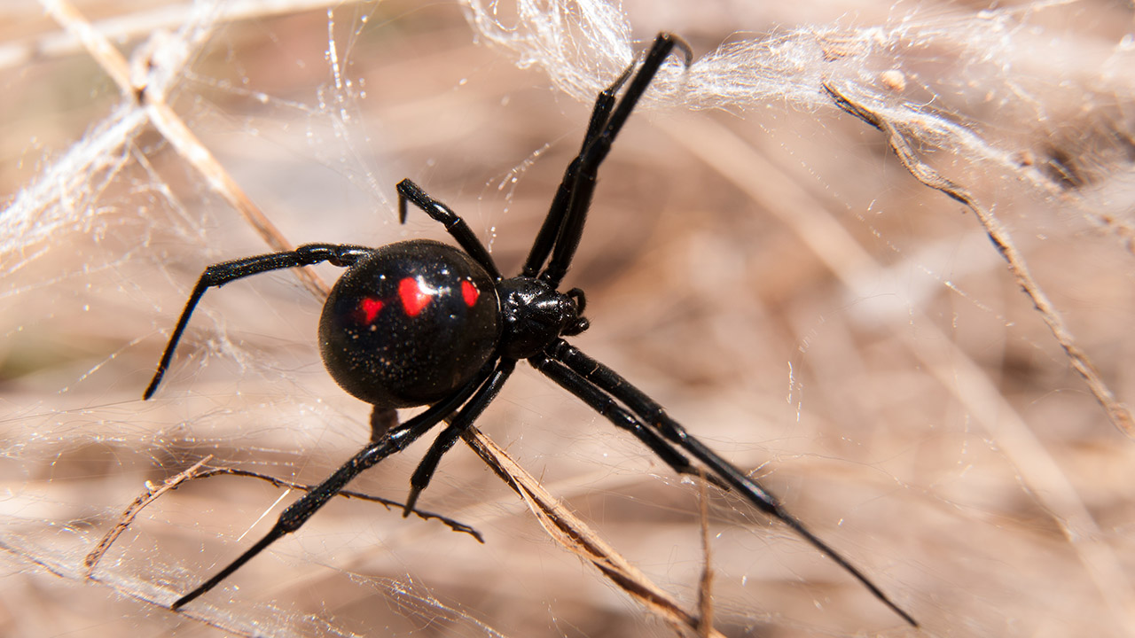 Inside Black Widow Spider Eggs