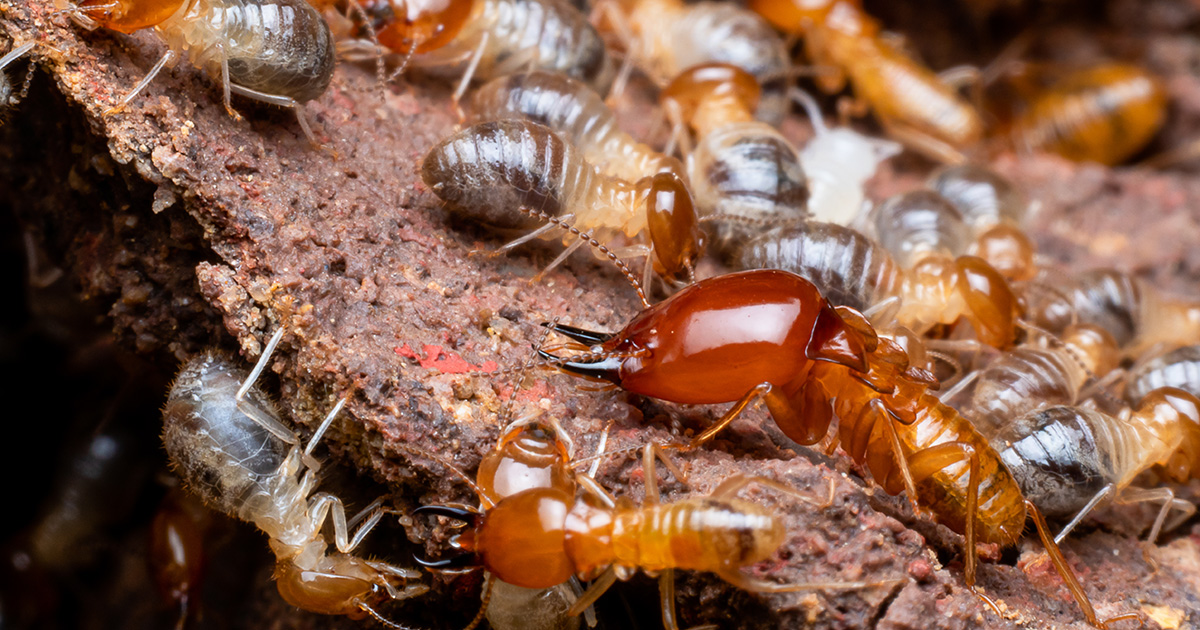 Are Termites Dangerous to Pets? Pointe Pest Control