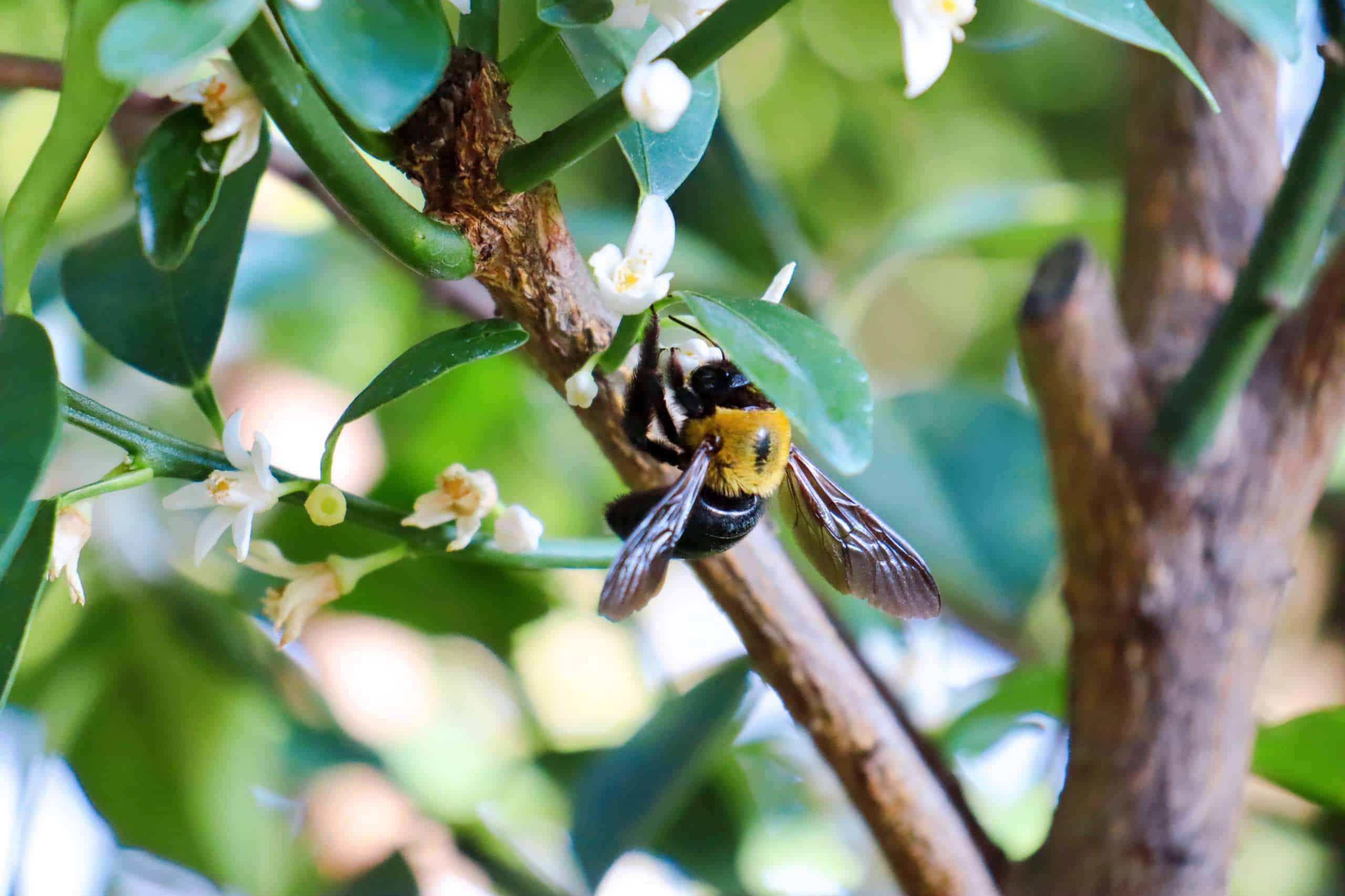 Carpenter Bees Pointe Pest Control