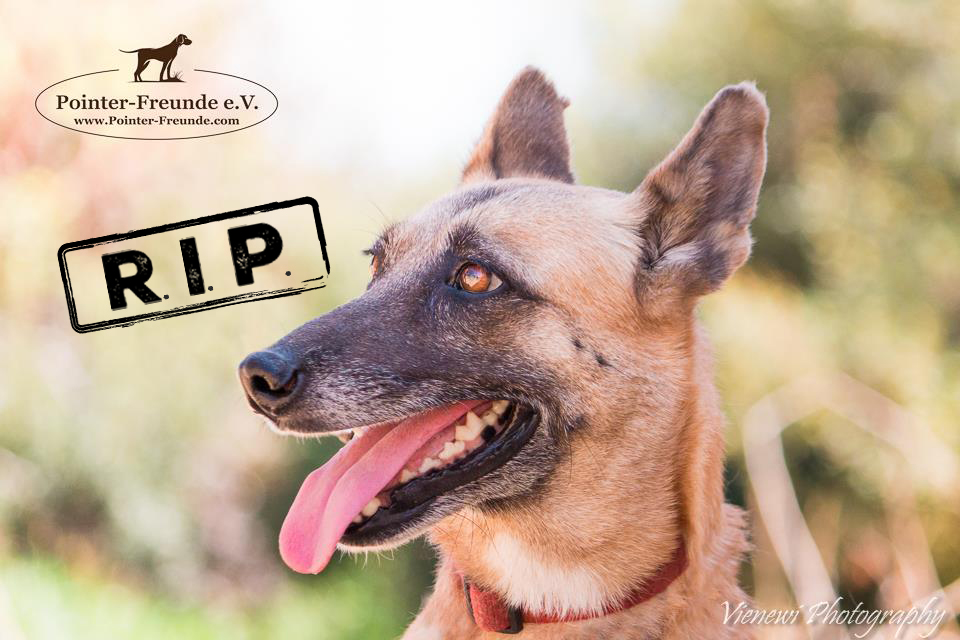 STACEY, MalinoisMix, 56 years PointerFreunde e.V.