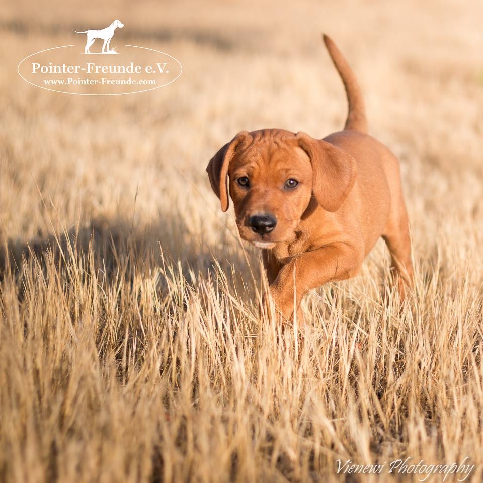 GINGER, PointerLab, apr. 06/2016 (3 months) PointerFreunde e.V.
