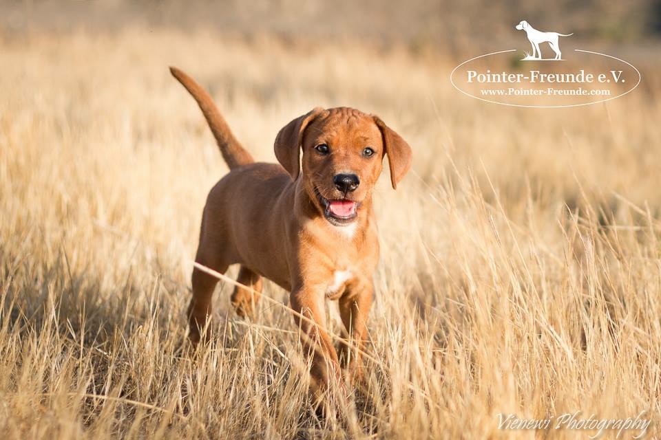 GINGER, PointerLab, apr. 06/2016 (3 months) PointerFreunde e.V.