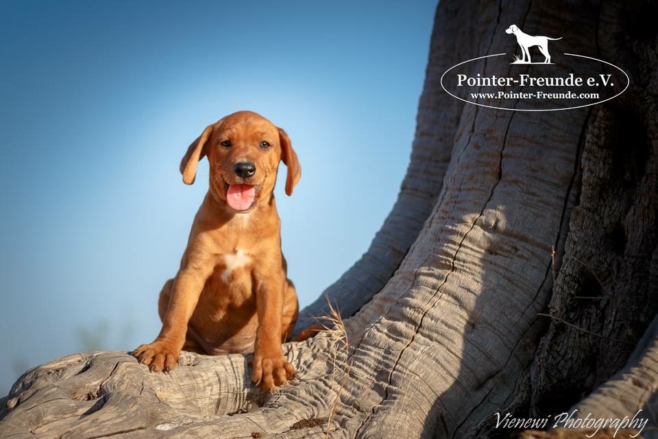 GINGER, PointerLab, apr. 06/2016 (3 months) PointerFreunde e.V.