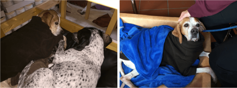 Können Katzen Den Weg Nach Hause Finden, Wenn Sie Sich
