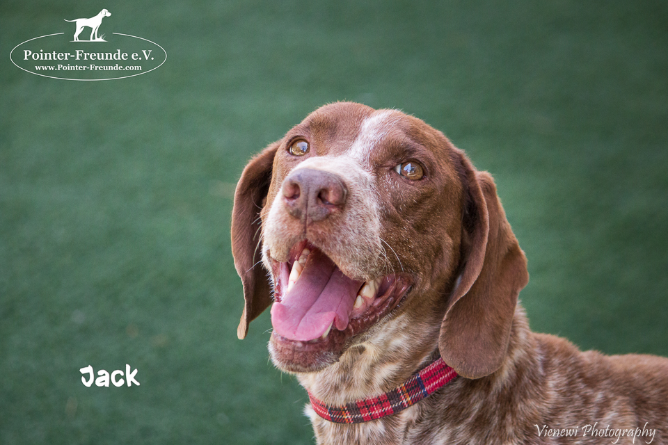 JACK, German Shorthaired Pointer, born 2011/2012 PointerFreunde e.V.
