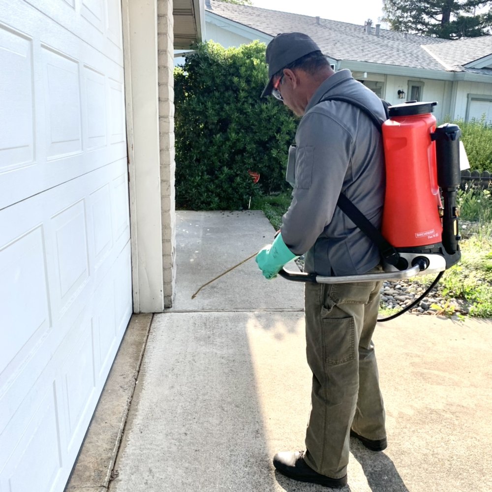 Residential Pest Control Sacramento & Roseville Pointer Pest