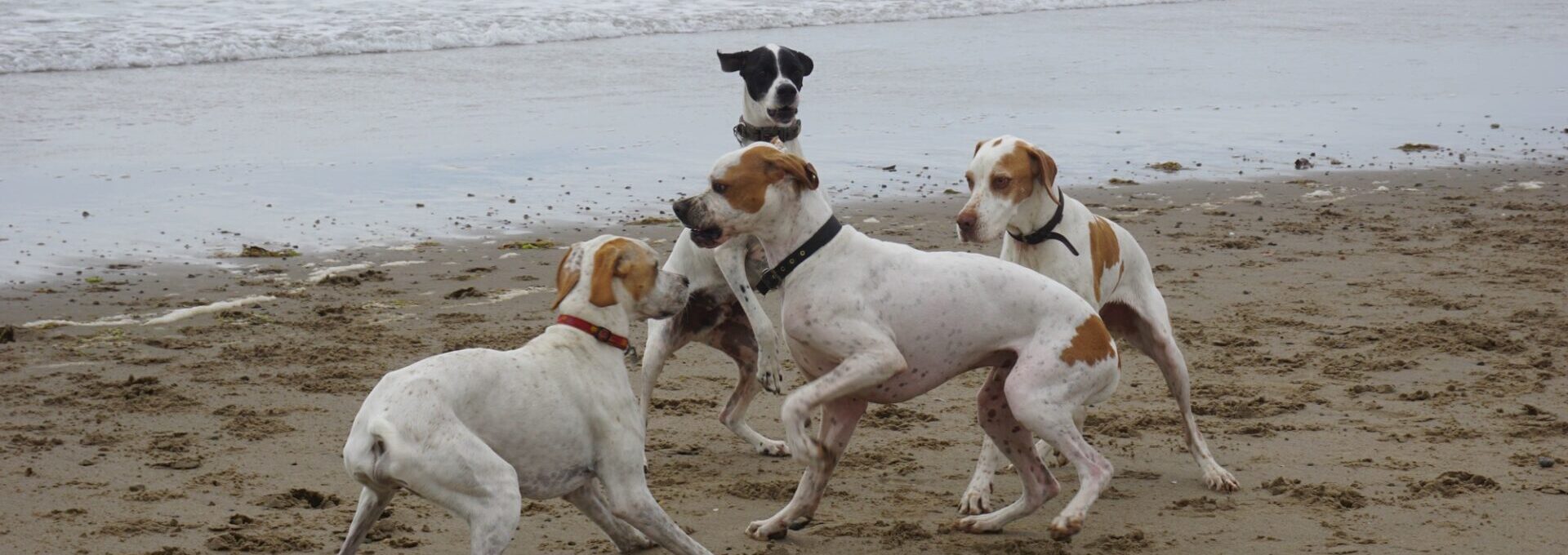 About Pointers In Need (English Pointer Rescue & Rehoming)