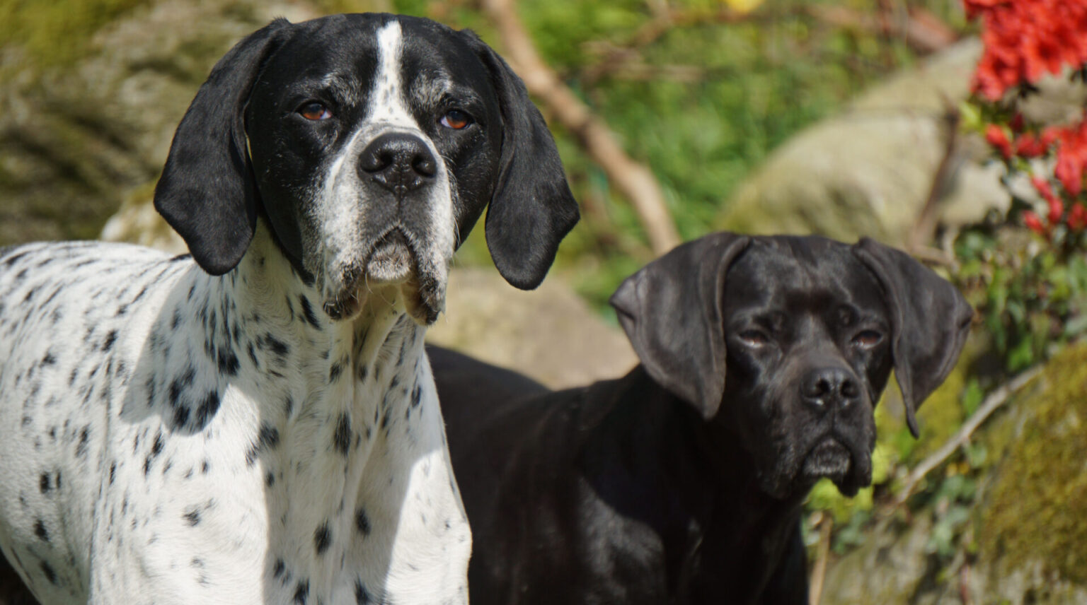 Home Pointers In Need (English Pointer Rescue & Rehoming)
