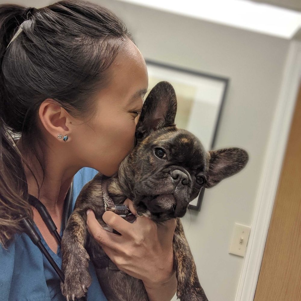 Vet Hospital Vancouver Point Grey Veterinary Hospital