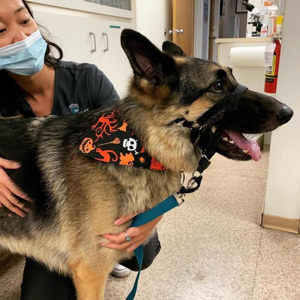 New Vet Client Information Point Grey Veterinary Hospital