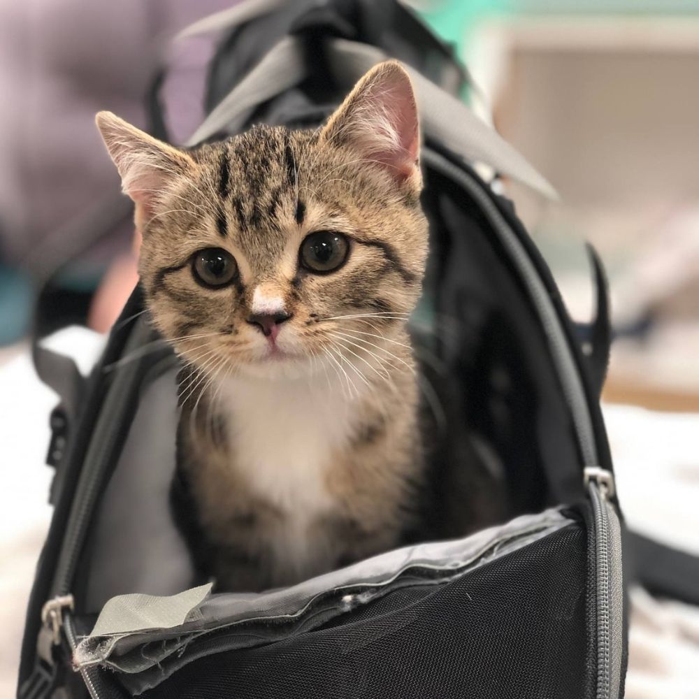 Vet Near Me Vancouver, BC Point Grey Veterinary Hospital