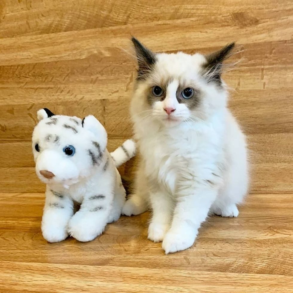 Vet Hospital Vancouver Point Grey Veterinary Hospital