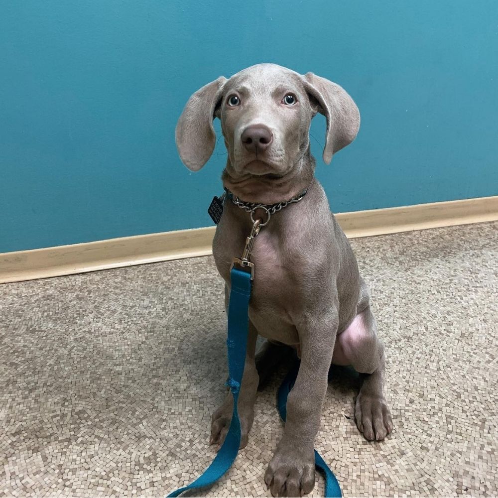 Point Grey Veterinary Hospital Gallery