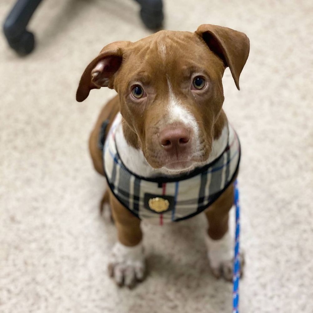 Point Grey Veterinary Hospital FAQs