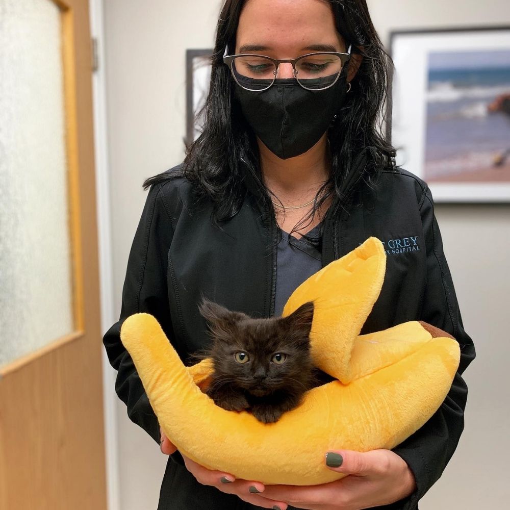 Acupuncture Consent Form Point Grey Veterinary Hospital