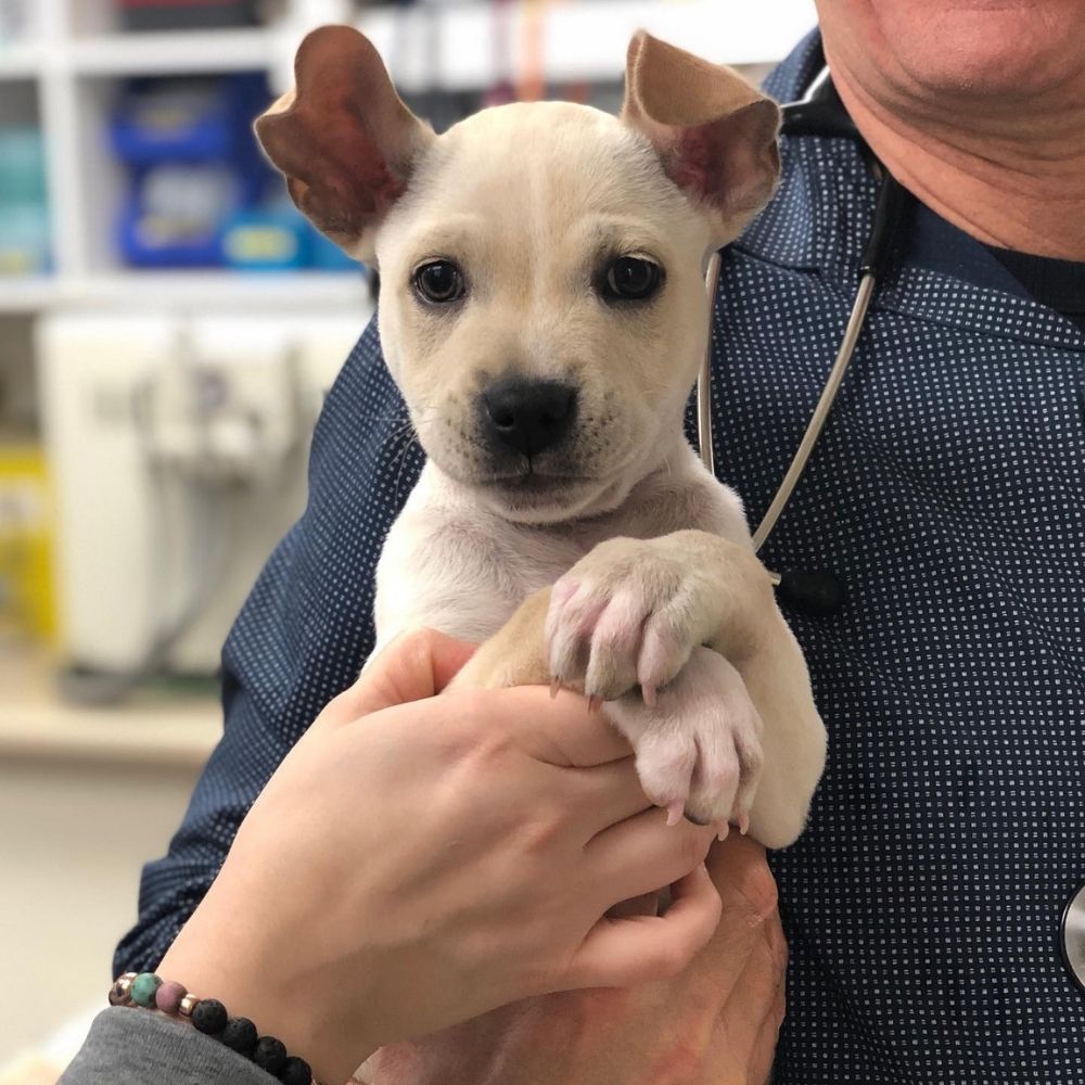 New Vet Client Information Point Grey Veterinary Hospital