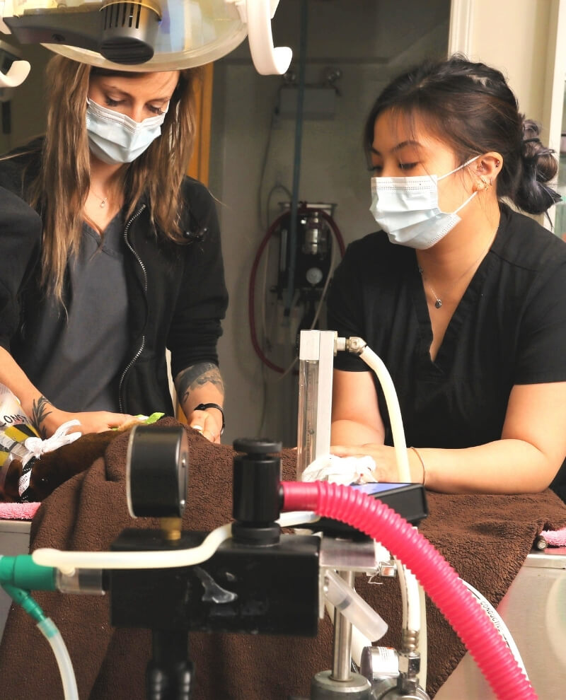 About Point Grey Veterinary Hospital Vancouver, BC Vet