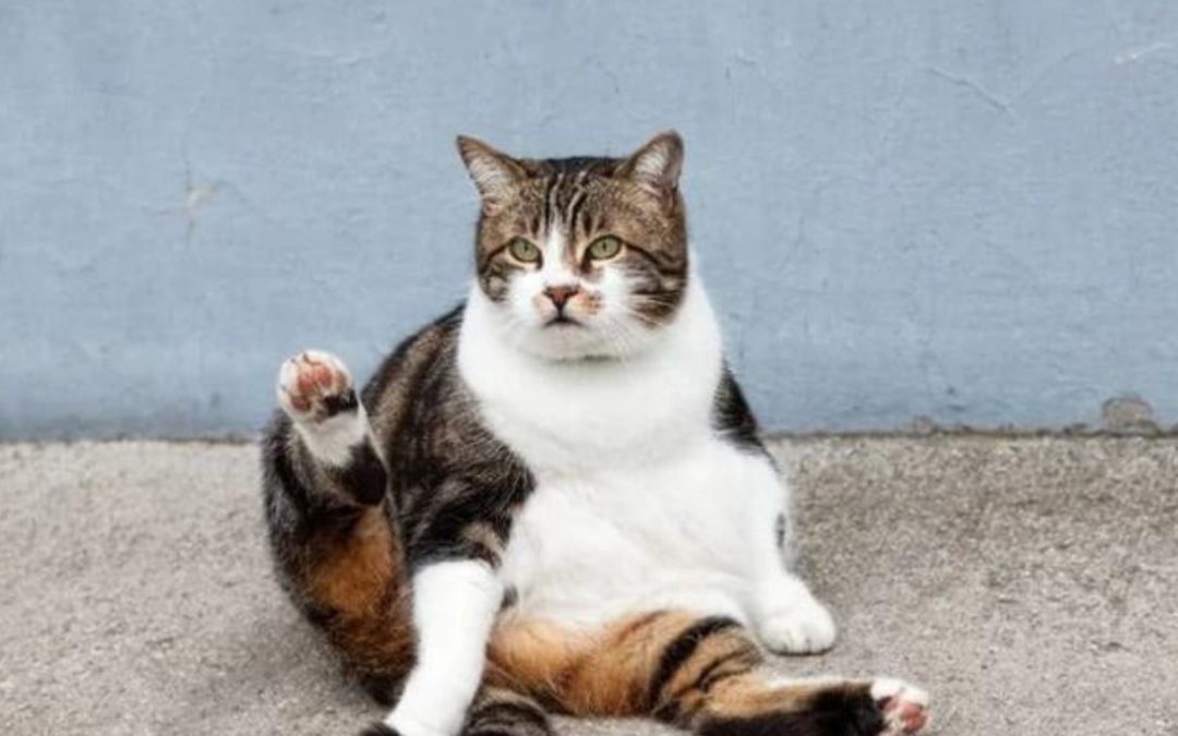 How To Help Your Cat Lose Weight Point Grey Veterinary Hospital