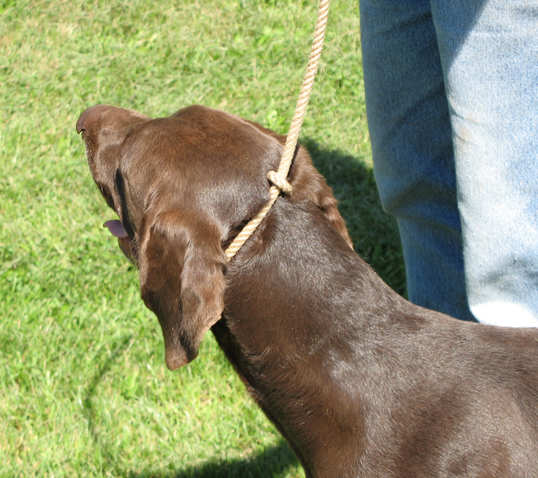 Pointing Dog Pointers Puppies and Yard Work Pointing Dog