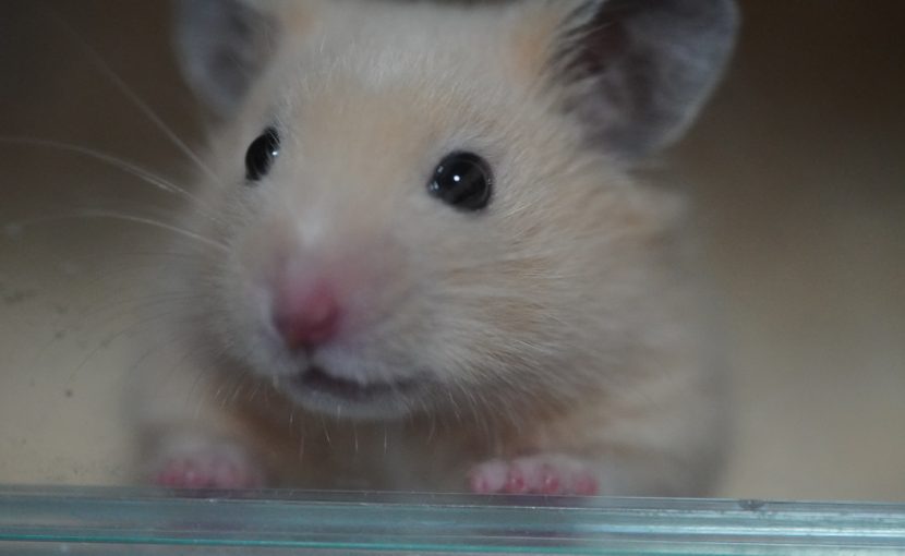 ハムスターの皮膚病について知っておきたいこと｜Anicom You（アニコムユー） ハムスターにできものが見つかったら | ポックル動物病院|札幌市手稲区|犬・猫・小動物