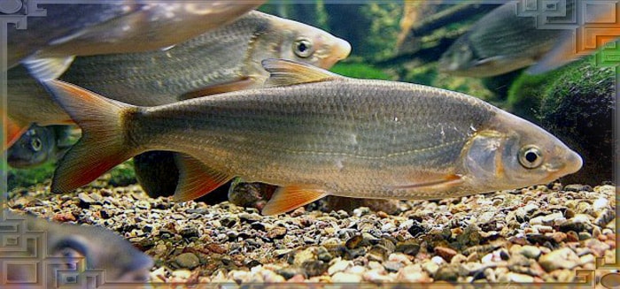 podust min 1 можно ли ловить подуста в беларуси