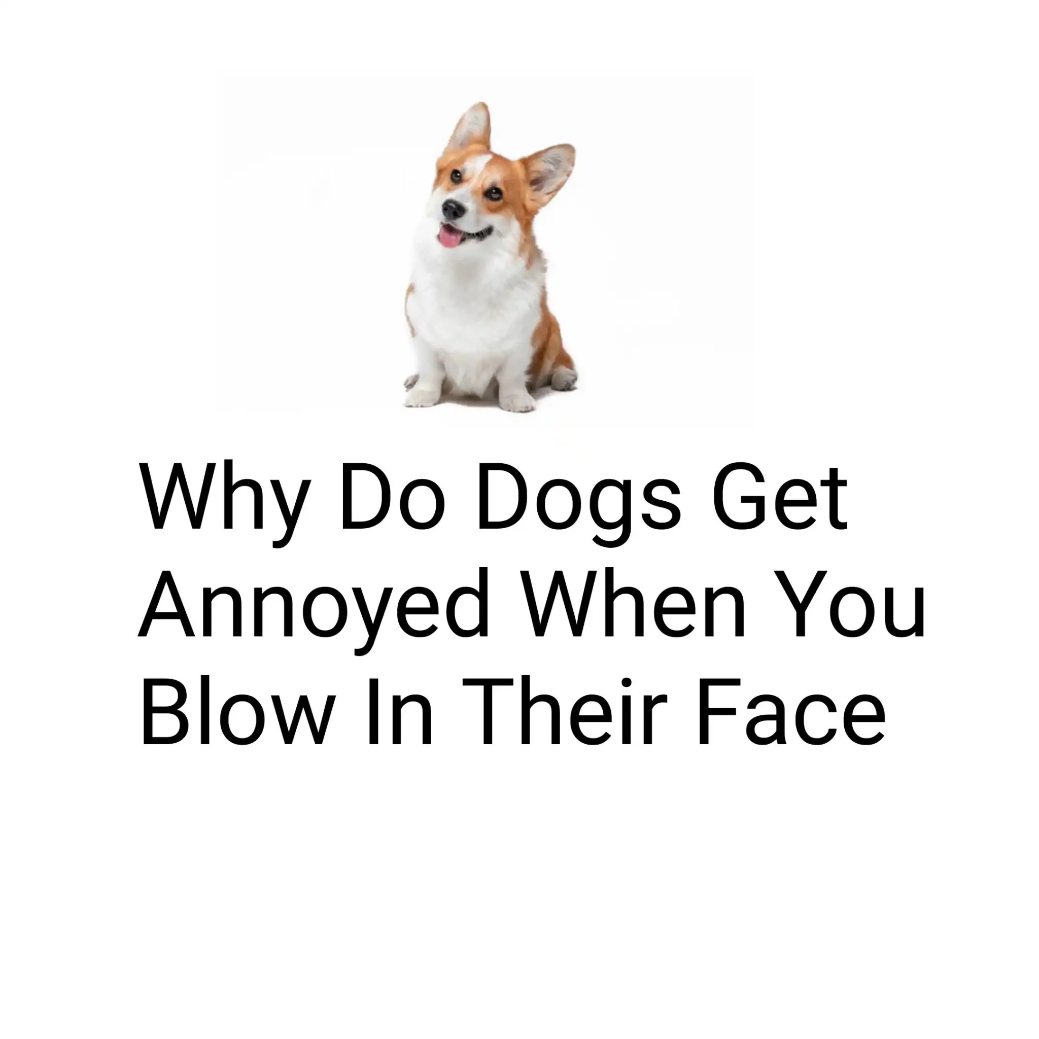 Understanding Why Dogs Get Annoyed When You Blow On Them