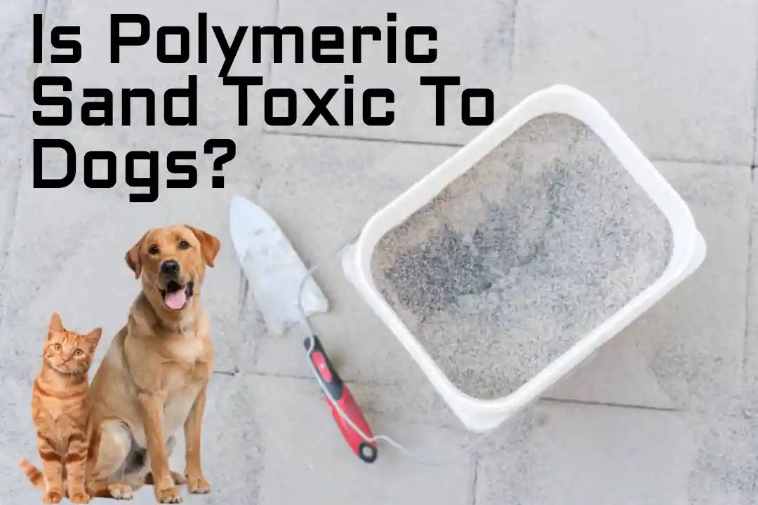 Is Polymeric Sand Toxic To Dogs? PokyDogs